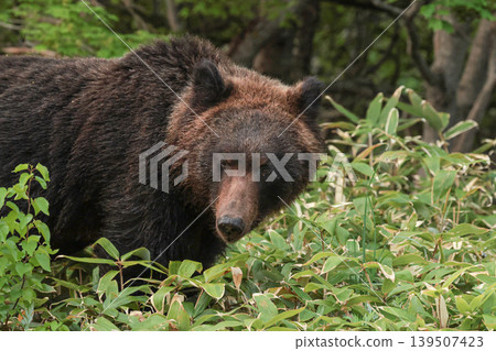 Brown bears of Shiretoko, Hokkaido Brown bears of Shiretoko, Hokkaido 139507423