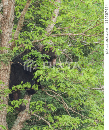 A brown bear eating fruit in a tree. A brown bear eating fruit in a tree. 139507424