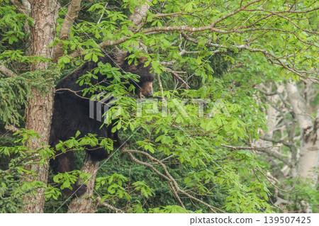 A brown bear eating fruit in a tree. A brown bear eating fruit in a tree. 139507425