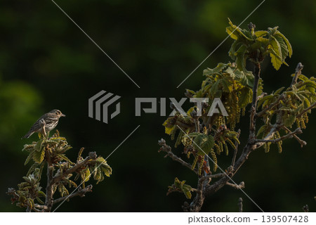 知床瀑布的野生鳥類 知床瀑布的野生鳥類 139507428