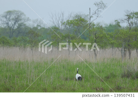 Red-crowned cranes walking through the Kottaro wetlands in the early summer morning mist. Red-crowned cranes walking through the Kottaro wetlands in the early summer morning mist. 139507431