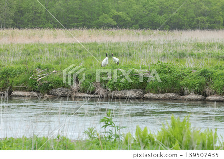 Kushiro River and a pair of Japanese cranes in Kushiro Marsh National Park Kushiro River and a pair of Japanese cranes in Kushiro Marsh National Park 139507435