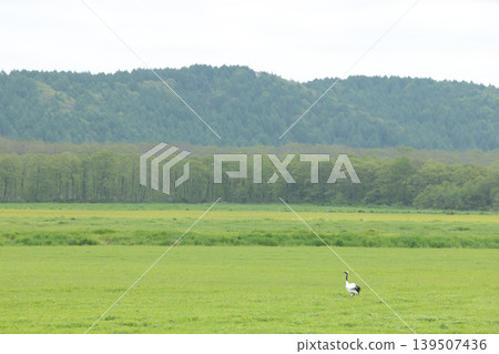 Pastures in Tsurui Village, Hokkaido, and Red-crowned Cranes Pastures in Tsurui Village, Hokkaido, and Red-crowned Cranes 139507436