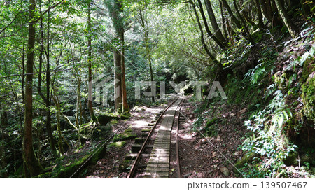 Jomon Cedar Trekking - Trolley Track 139507467