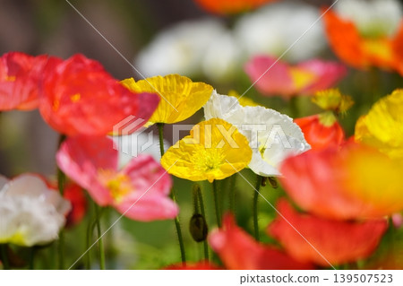 Icelandic poppy 2722 Icelandic poppy 2722 139507523