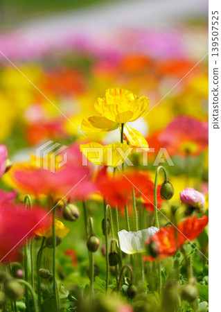 Icelandic poppy 2734 Icelandic poppy 2734 139507525