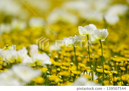 Icelandic poppy 2769 Icelandic poppy 2769 139507544