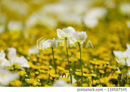 Icelandic poppy 2770 Icelandic poppy 2770 139507545