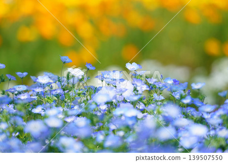 Nemophila 82 Nemophila 82 139507550