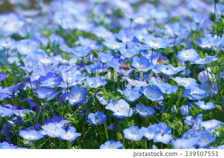 Nemophila 92 Nemophila 92 139507551