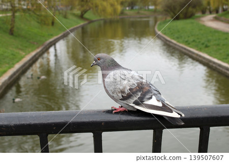 Blue-gray pigeon perched on a bridge railing above calm water. A quiet urban wildlife moment beside a park canal 139507607
