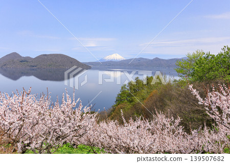 從北海道壯別町壯別公園眺望羊蹄山和洞爺湖,周圍環繞著盛開的梅花(五月) 從北海道壯別町壯別公園眺望羊蹄山和洞爺湖,周圍環繞著盛開的梅花(五月) 139507682