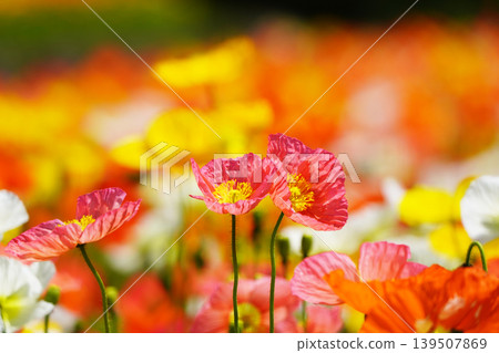Icelandic poppy 2634 Icelandic poppy 2634 139507869