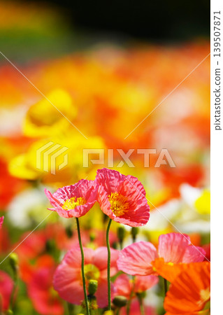 Icelandic poppy 2636 Icelandic poppy 2636 139507871