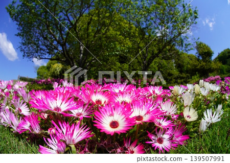 61號花 61號花 139507991