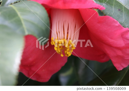 早春花園裡盛開的山茶花,花瓣紅色,雄蕊白色,花藥黃色。 早春花園裡盛開的山茶花,花瓣紅色,雄蕊白色,花藥黃色。 139508009