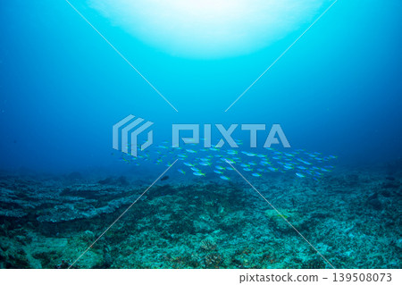 鯪魚(東京都小笠原群島) 鯪魚(東京都小笠原群島) 139508073