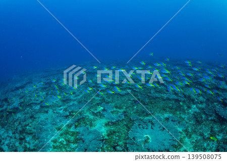 鯪魚（東京都小笠原群島） 139508075