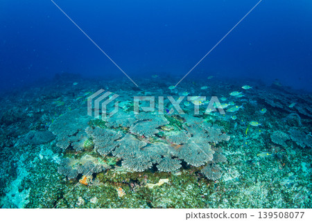 Sawtooth snapper, Ogasawara Islands, Tokyo Sawtooth snapper, Ogasawara Islands, Tokyo 139508077
