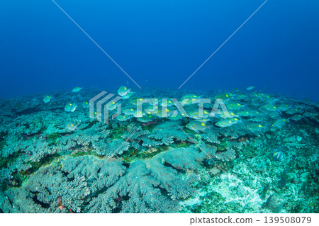 Sawtooth snapper, Ogasawara Islands, Tokyo Sawtooth snapper, Ogasawara Islands, Tokyo 139508079