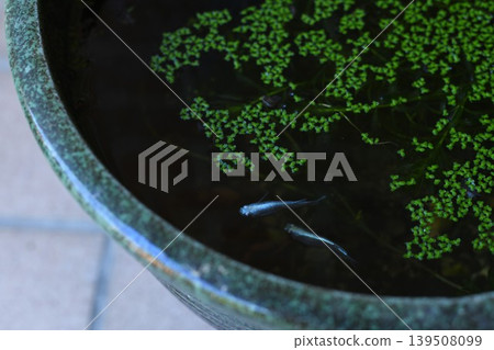 水生植物和藍青鱂魚 水生植物和藍青鱂魚 139508099