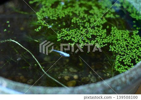 水生植物和藍青鱂魚 水生植物和藍青鱂魚 139508100