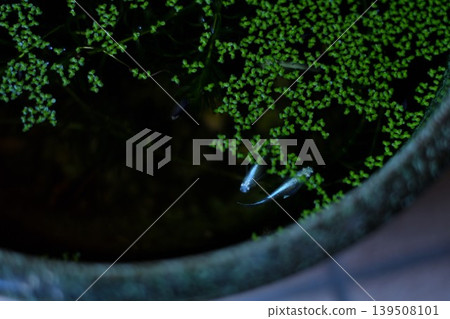 Aquatic plants and blue medaka fish Aquatic plants and blue medaka fish 139508101