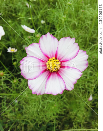 Autumn flowers, cosmos, are in bloom. Autumn flowers, cosmos, are in bloom. 139508158