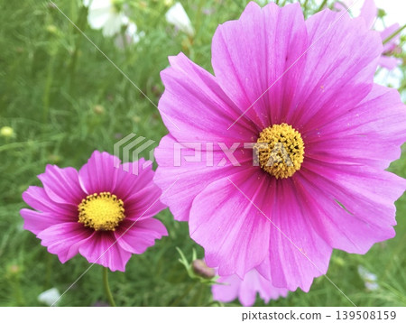 Blooming pink cosmos Blooming pink cosmos 139508159