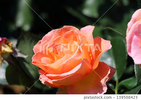 Roses with petals that are translucent in the light are beautiful. Roses with petals that are translucent in the light are beautiful. 139508423