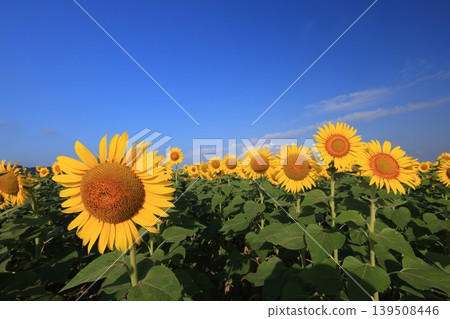 向日葵4219 向日葵4219 139508446
