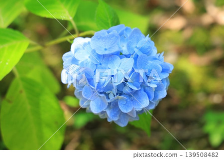 Hydrangea 1343 Hydrangea 1343 139508482