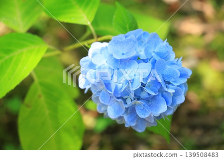 繡球花 1344 139508483
