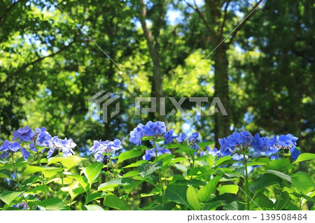 繡球花 1361 139508484
