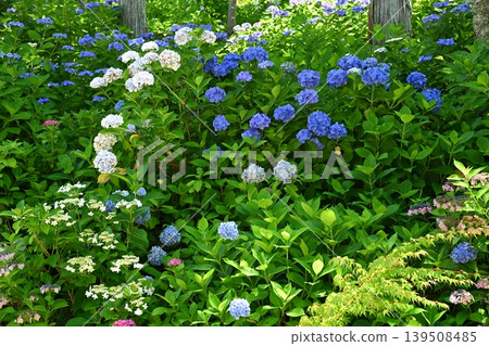 Hydrangea 753 Hydrangea 753 139508485