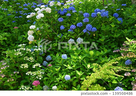 繡球花 754 繡球花 754 139508486