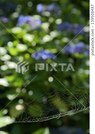 Spider web Spider web 139508487
