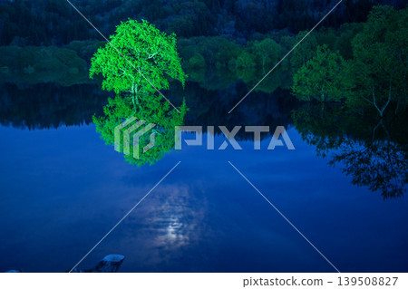 Submerged Forest Light-Up Submerged Forest Light-Up 139508827