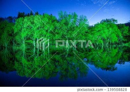 Submerged Forest Light-Up Submerged Forest Light-Up 139508828