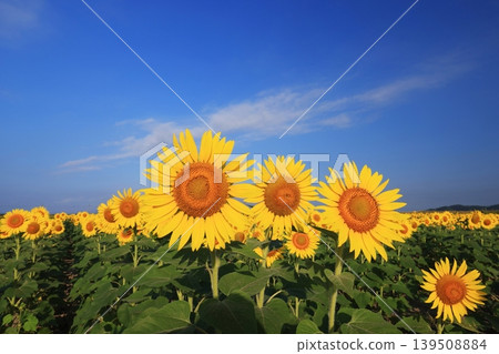Himawari 4180 Himawari 4180 139508884