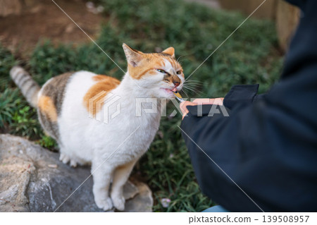Chinese woman feed food to adorable cat in Longhua temple, Shanghai Chinese woman feed food to adorable cat in Longhua temple, Shanghai 139508957
