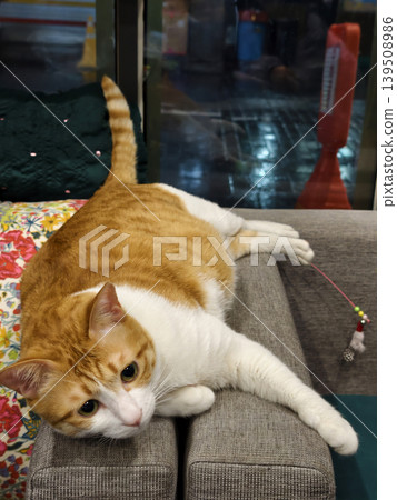 Cute ginger and white tabby cat lying on sofa with stick toy balls Cute ginger and white tabby cat lying on sofa with stick toy balls 139508986