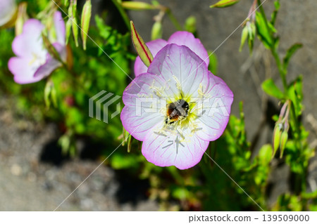 來採集花粉的蜜蜂 來採集花粉的蜜蜂 139509000
