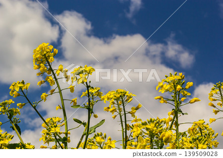 Blooming canola field and blu sky with stormy clouds Blooming canola field and blu sky with stormy clouds 139509028