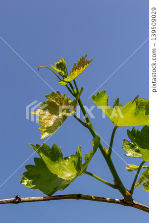 Young green tender leaves of grapes on a background of blue sky in spring Young green tender leaves of grapes on a background of blue sky in spring 139509029