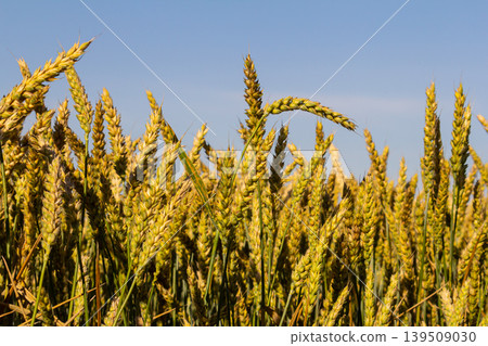 Wheat meadow. Ripe Gold Barley field in summer. Nature organic Yellow rye plant Growing to harvest. World global food with sunset in farm land autumn scene background. Happy Agricultural countryside Wheat meadow. Ripe Gold Barley field in summer. Nature organic Yellow rye plant Growing to harvest. World global food with sunset in farm land autumn scene background. Happy Agricultural countryside 139509030