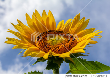 Yellow sunflowers bloom against a blue sky background Yellow sunflowers bloom against a blue sky background 139509031