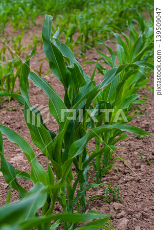 An industrial field of corn sprouts growing in black soil. Corn grow in beautiful rows at sunset. Agricultural landscape An industrial field of corn sprouts growing in black soil. Corn grow in beautiful rows at sunset. Agricultural landscape 139509047