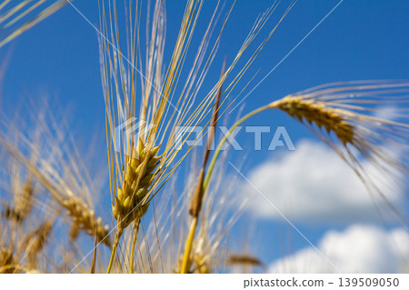 Golden wheat sways in a gentle breeze under a blue sky with fluffy clouds on a sunny day 139509050