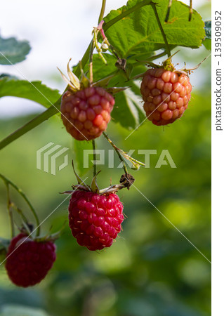 Ripe red raspberries on the branches of a bush. A raspberry patch in the garden Ripe red raspberries on the branches of a bush. A raspberry patch in the garden 139509052